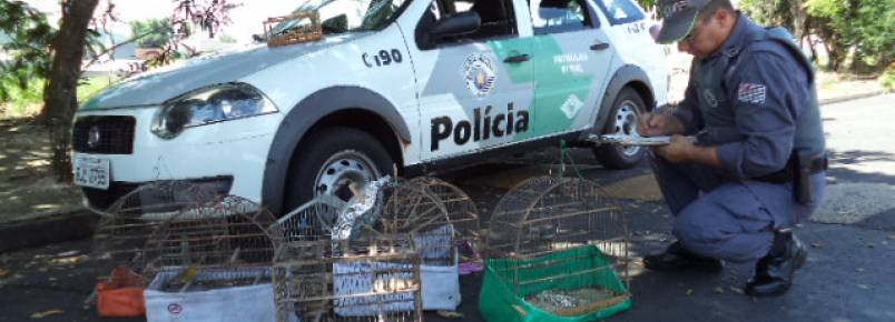 Homem é multado em R$ 24 mil por maus tratos de aves em Piratininga